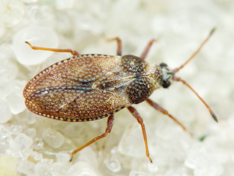 Oncochila simplex (Herrich-Schäffer, 1830)